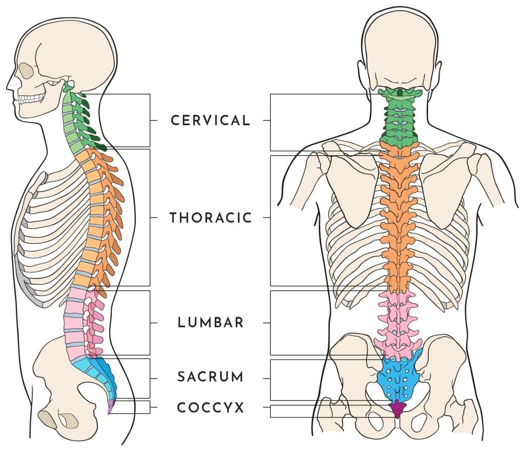 Which Shape is Your Spine?